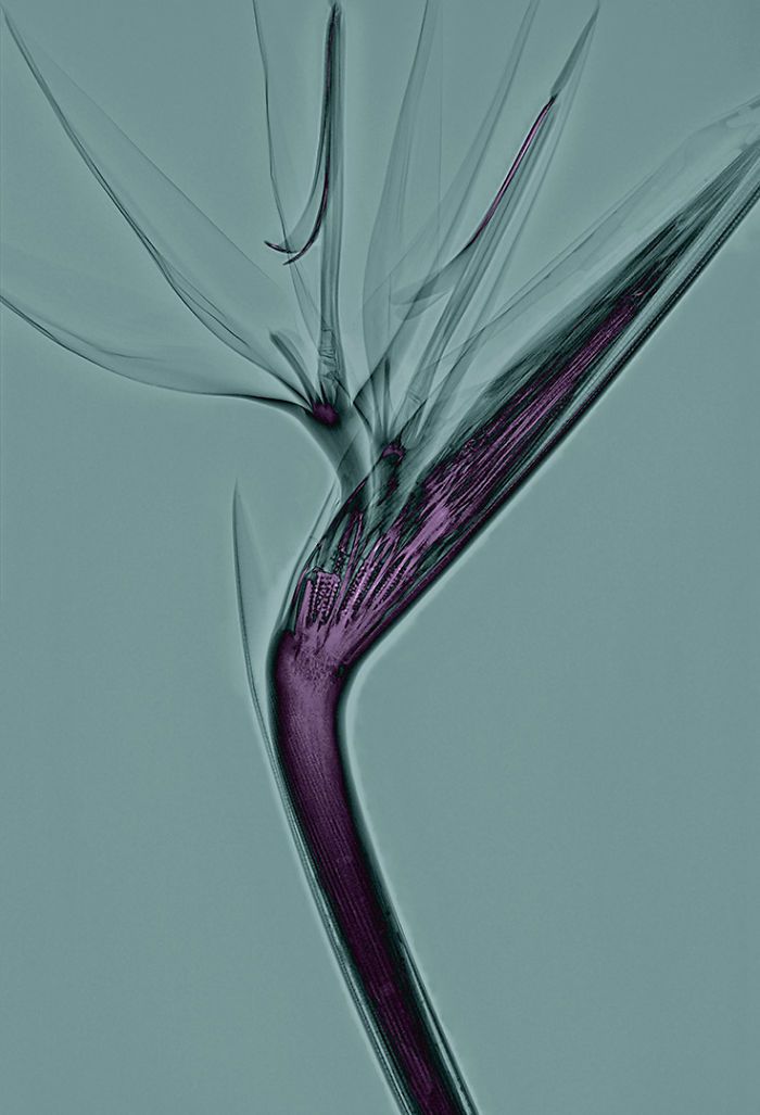 38 fotos de flores que foi tirada usando raio-x 23