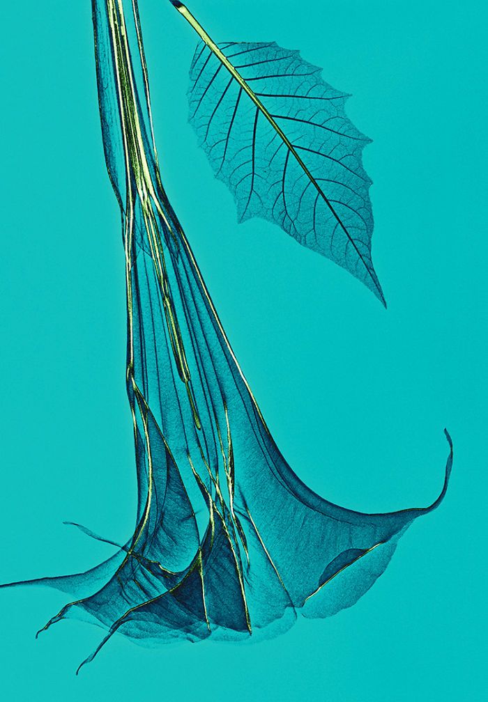 38 fotos de flores que foi tirada usando raio-x 25