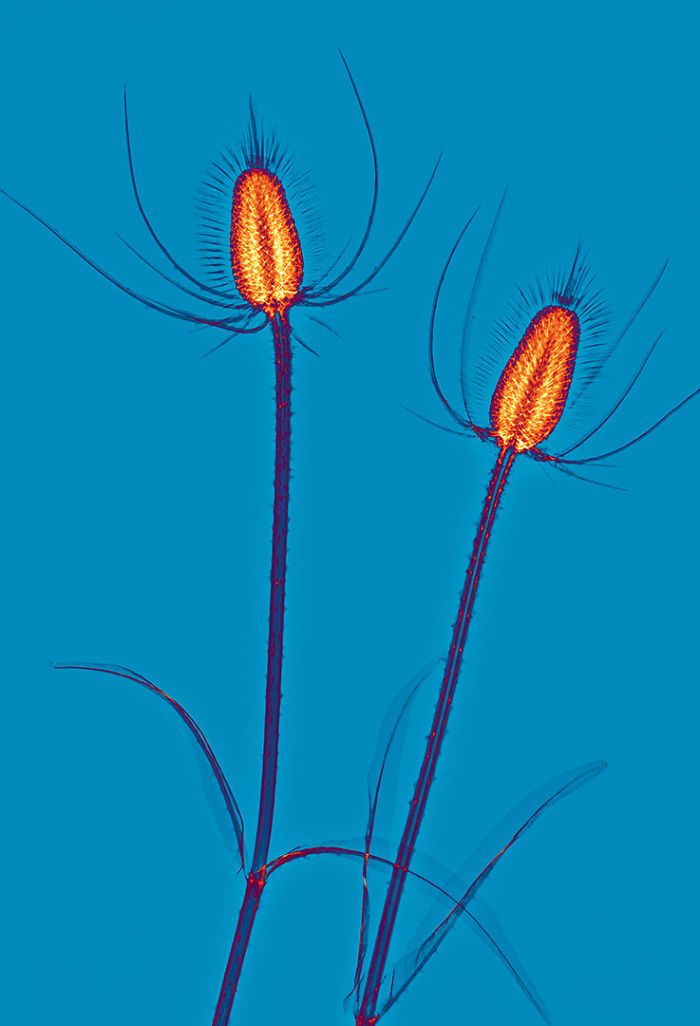 38 fotos de flores que foi tirada usando raio-x 26