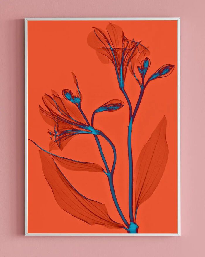 38 fotos de flores que foi tirada usando raio-x 28