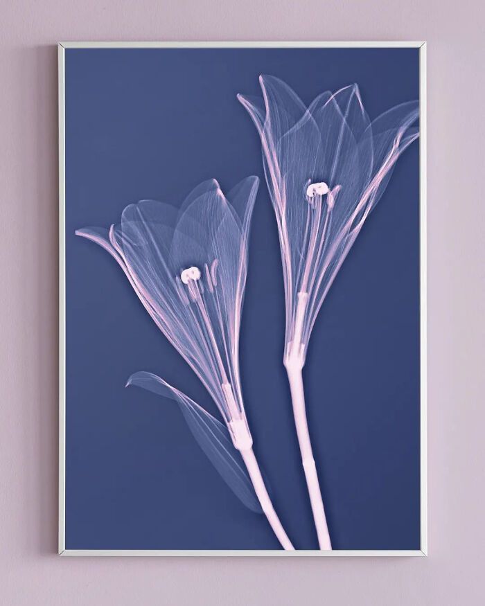 38 fotos de flores que foi tirada usando raio-x 29