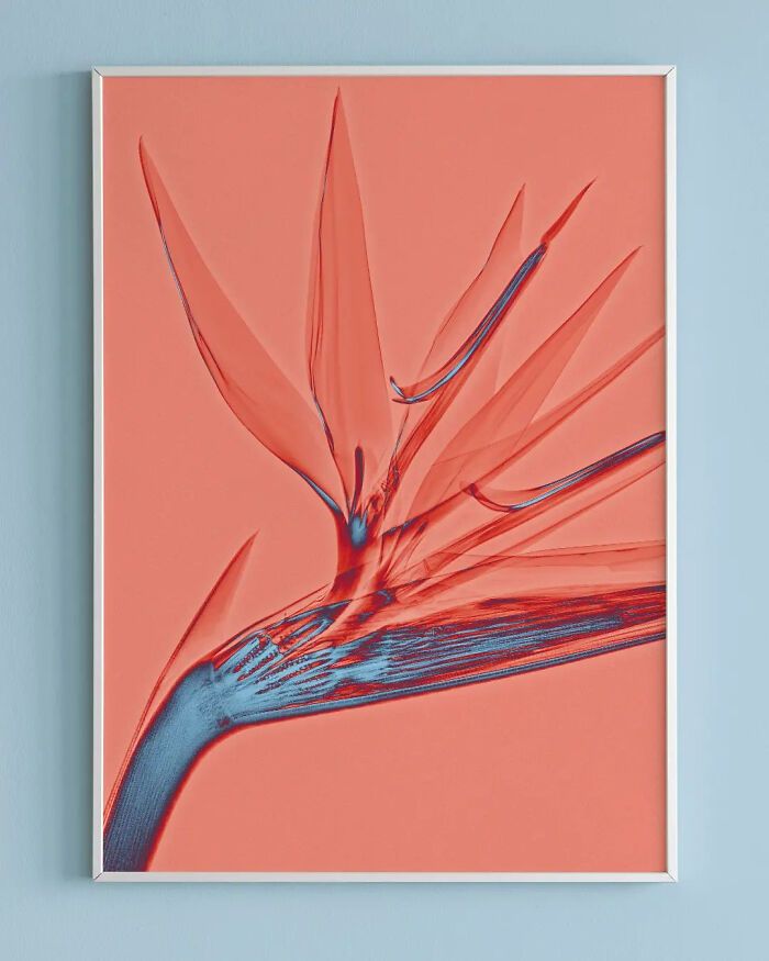 38 fotos de flores que foi tirada usando raio-x 30