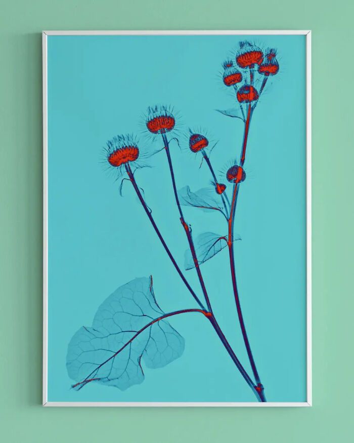 38 fotos de flores que foi tirada usando raio-x 31