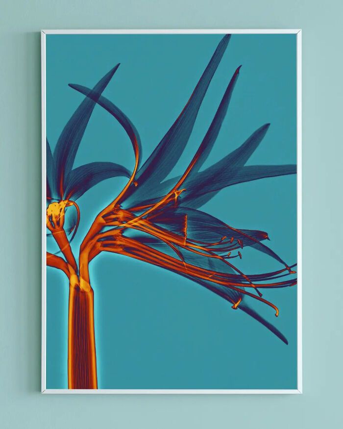 38 fotos de flores que foi tirada usando raio-x 32