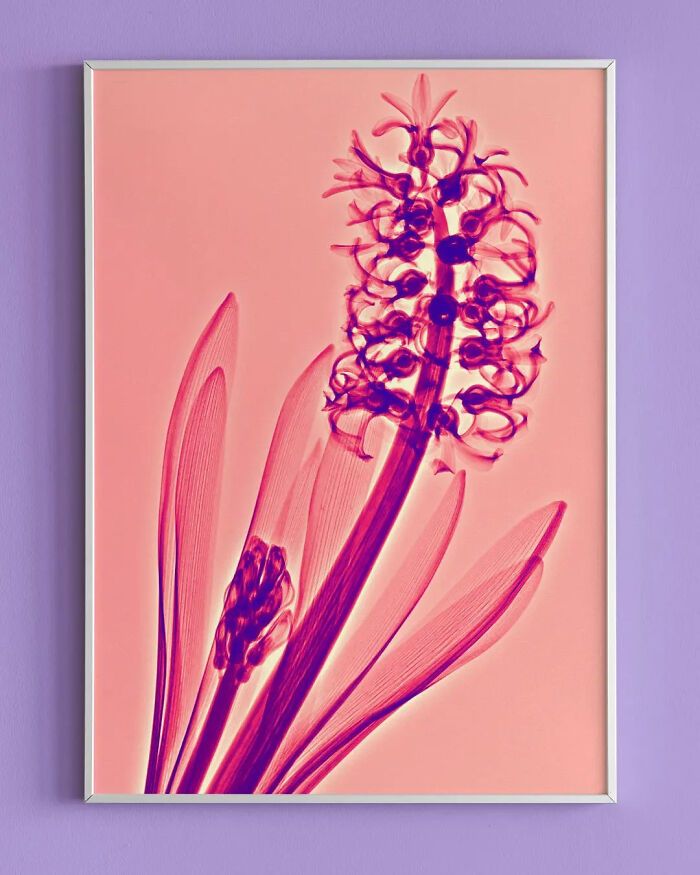 38 fotos de flores que foi tirada usando raio-x 33