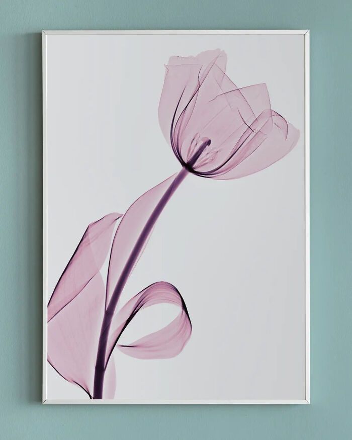 38 fotos de flores que foi tirada usando raio-x 34