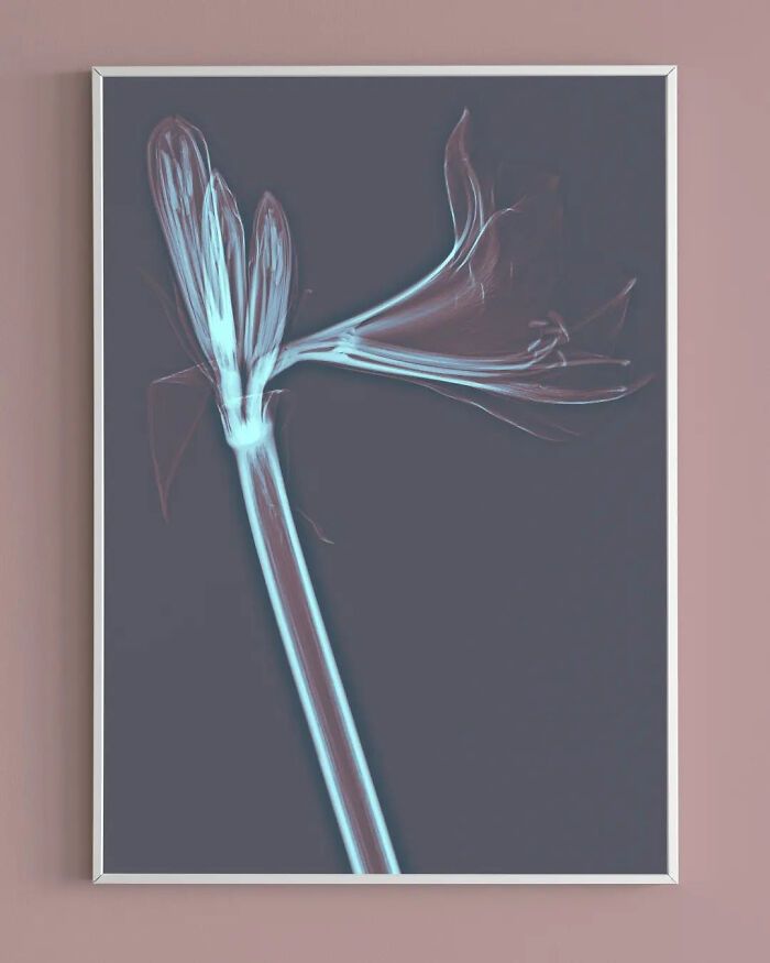 38 fotos de flores que foi tirada usando raio-x 35