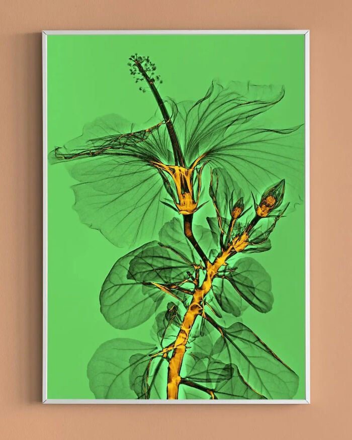 38 fotos de flores que foi tirada usando raio-x 36