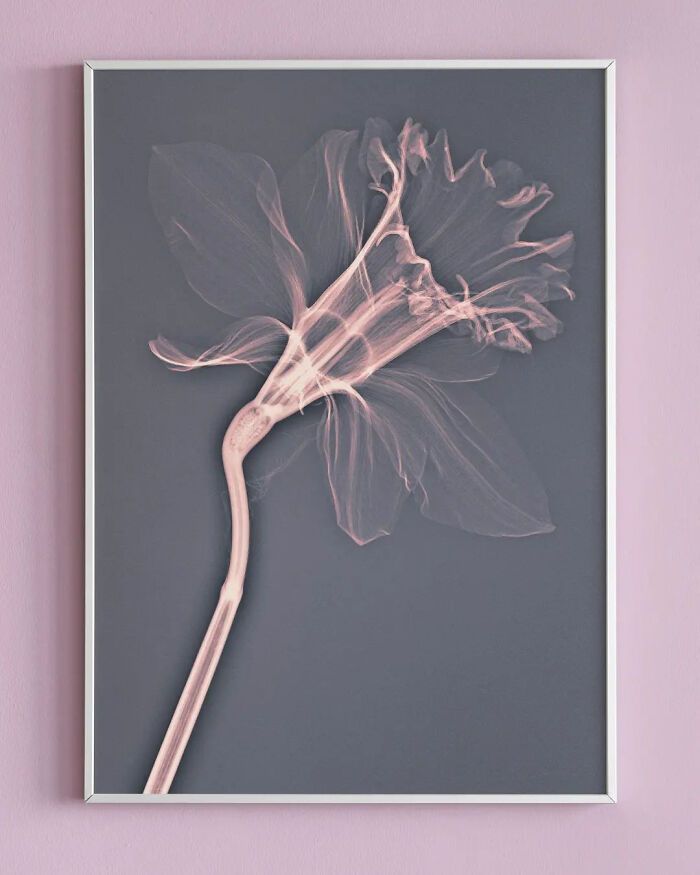 38 fotos de flores que foi tirada usando raio-x 37