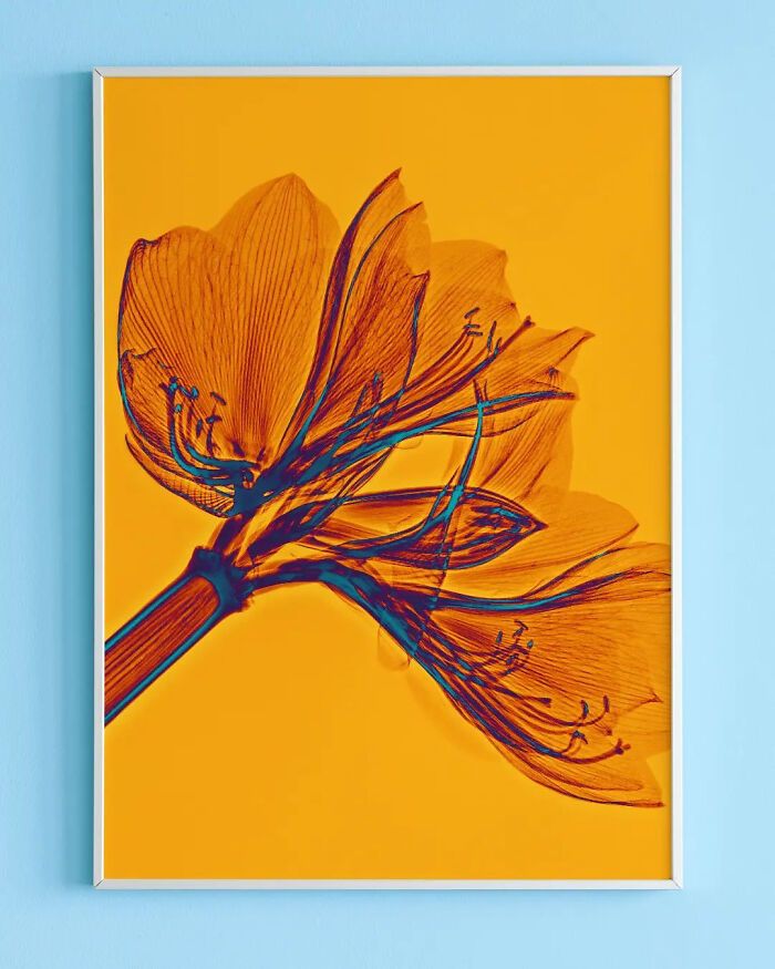 38 fotos de flores que foi tirada usando raio-x 38