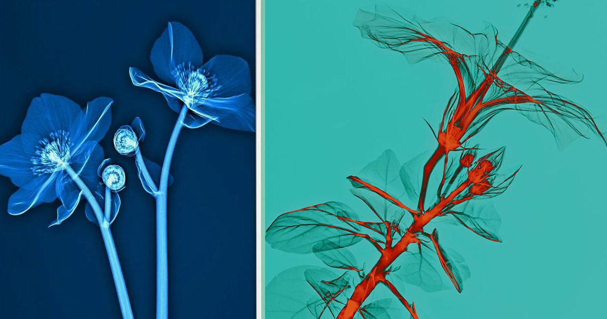 38 fotos de flores que foi tirada usando raio-x