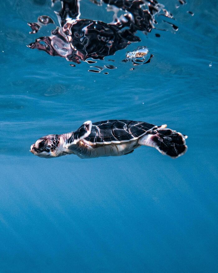 50 fotos incríveis que foram tiradas debaixo d'água 2