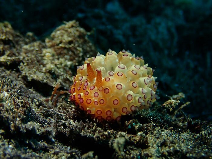 50 fotos incríveis que foram tiradas debaixo d'água 7