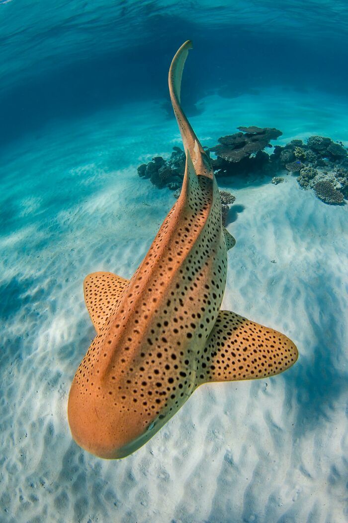 50 fotos incríveis que foram tiradas debaixo d'água 8