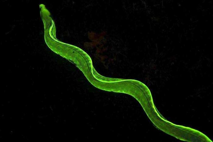 50 fotos incríveis que foram tiradas debaixo d'água 11