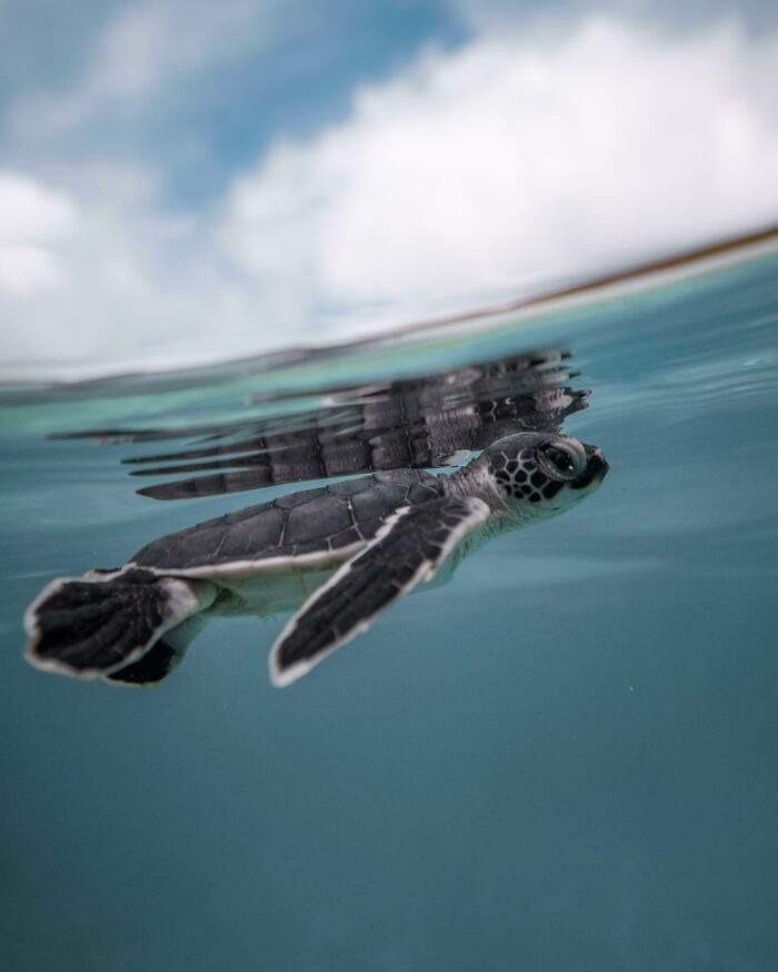 50 fotos incríveis que foram tiradas debaixo d'água 12