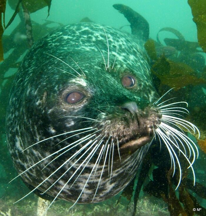 50 fotos incríveis que foram tiradas debaixo d'água 13