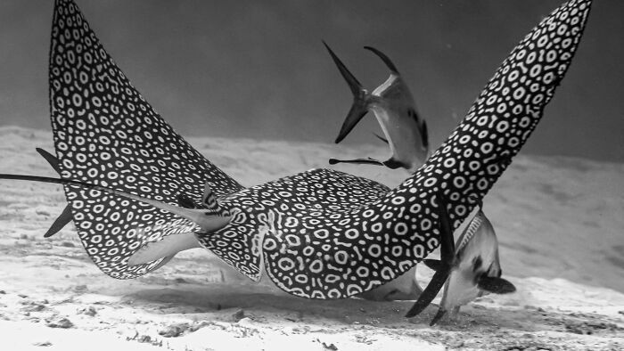 50 fotos incríveis que foram tiradas debaixo d'água 14