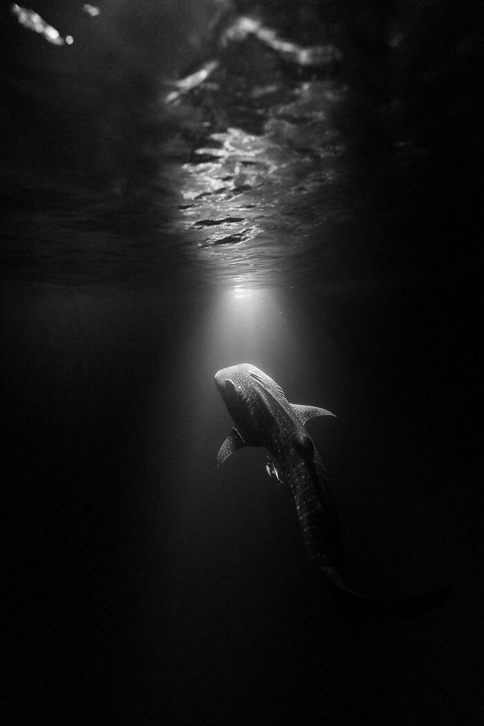 50 fotos incríveis que foram tiradas debaixo d'água 15