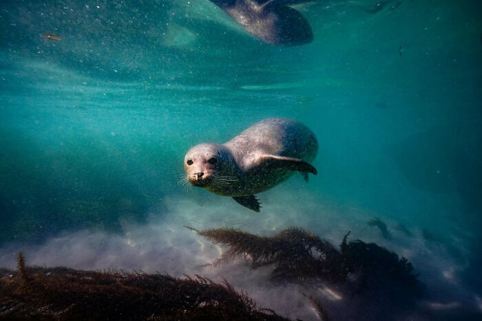 50 fotos incríveis que foram tiradas debaixo d'água 17