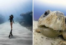 50 fotos incríveis que foram tiradas debaixo d'água 25