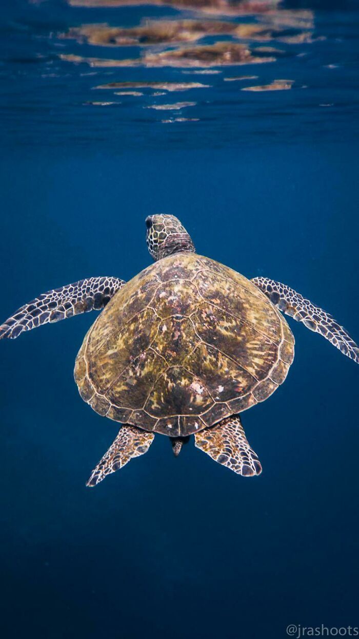 50 fotos incríveis que foram tiradas debaixo d'água 24