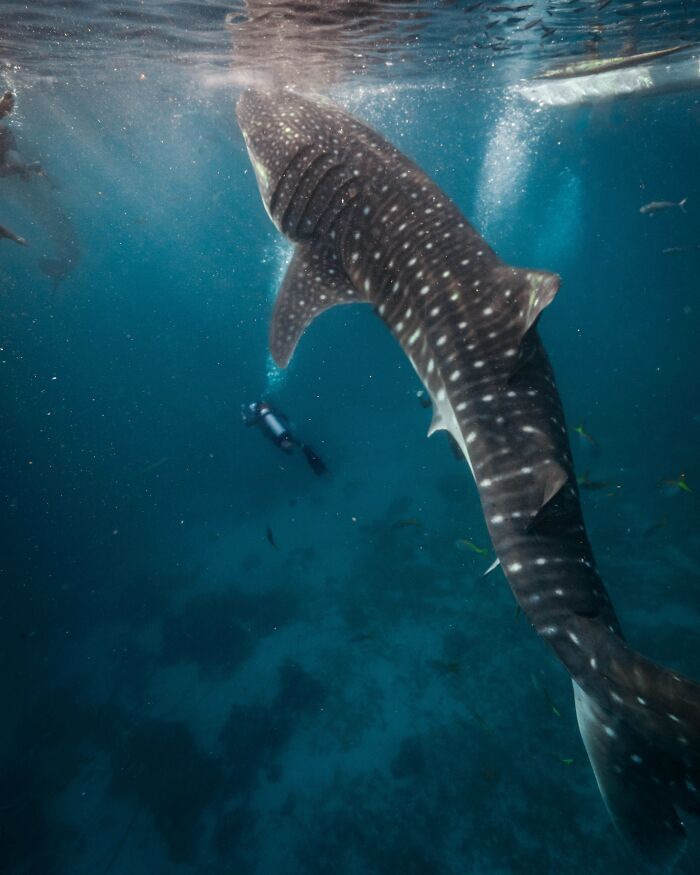 50 fotos incríveis que foram tiradas debaixo d'água 25