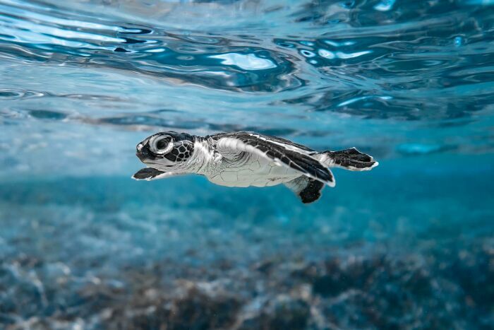 50 fotos incríveis que foram tiradas debaixo d'água 26