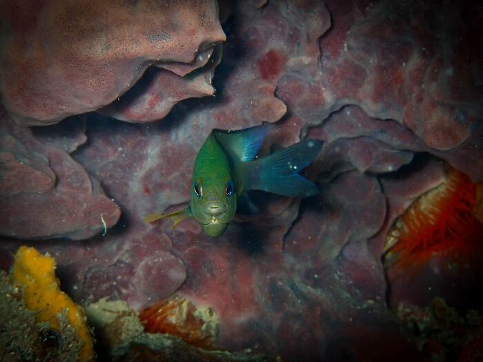 50 fotos incríveis que foram tiradas debaixo d'água 27