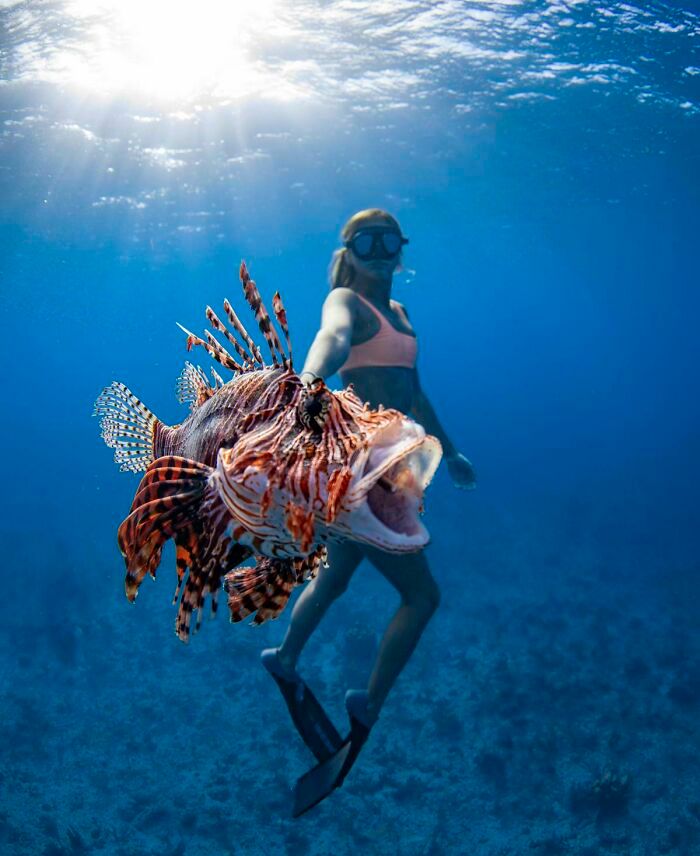 50 fotos incríveis que foram tiradas debaixo d'água 28