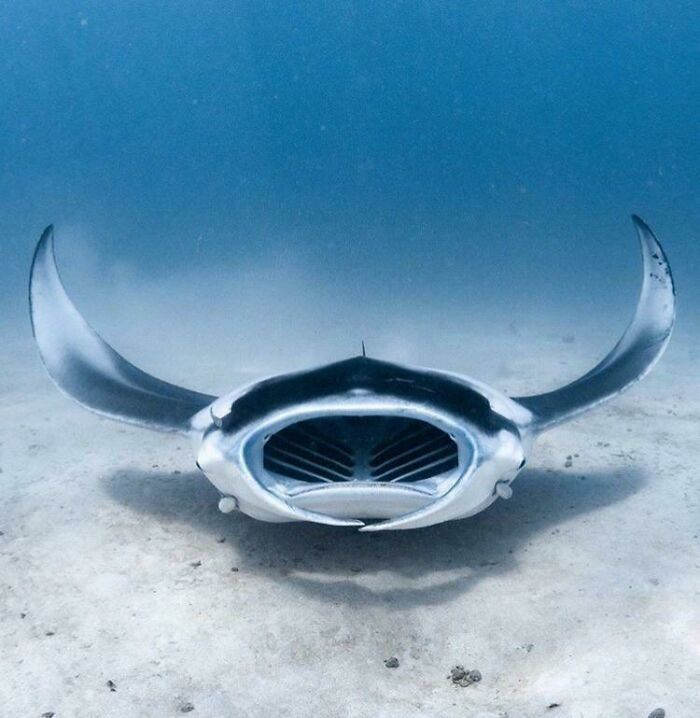 50 fotos incríveis que foram tiradas debaixo d'água 31