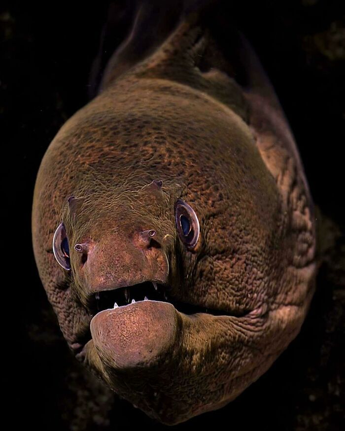 50 fotos incríveis que foram tiradas debaixo d'água 32