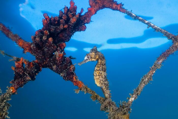 50 fotos incríveis que foram tiradas debaixo d'água 33