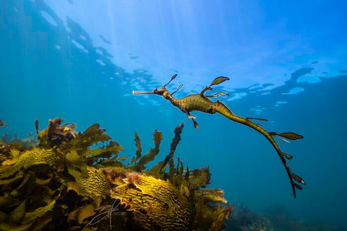 50 fotos incríveis que foram tiradas debaixo d'água 34
