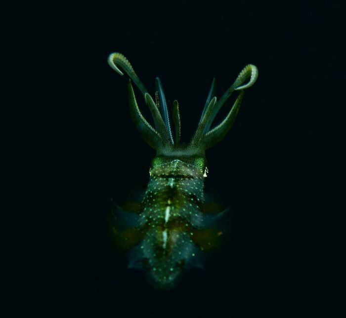 50 fotos incríveis que foram tiradas debaixo d'água 42