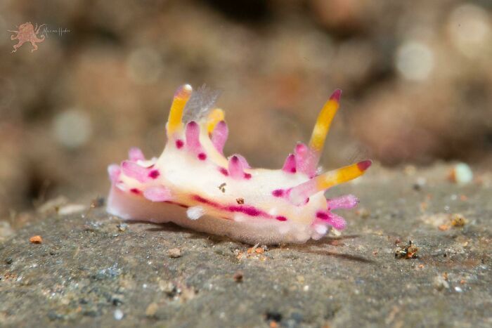 50 fotos incríveis que foram tiradas debaixo d'água 43