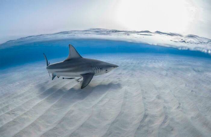 50 fotos incríveis que foram tiradas debaixo d'água 44