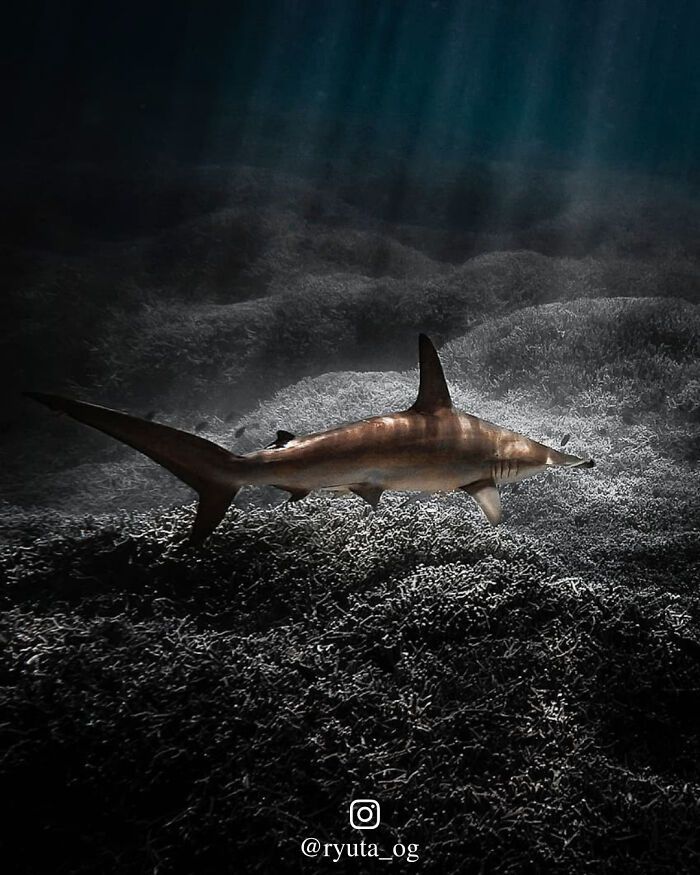 50 fotos incríveis que foram tiradas debaixo d'água 45