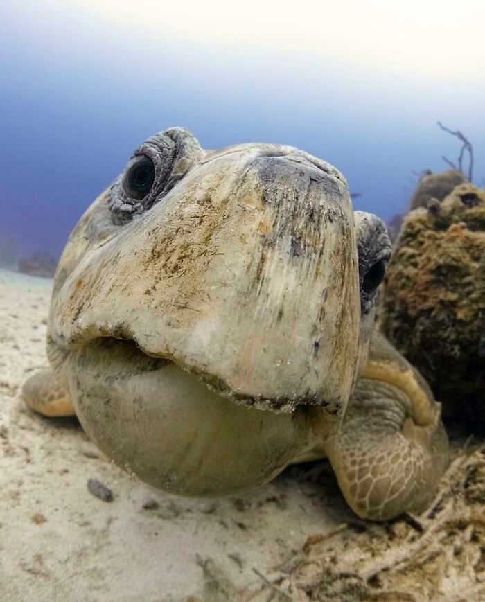 50 fotos incríveis que foram tiradas debaixo d'água 47