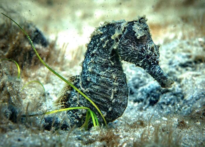 50 fotos incríveis que foram tiradas debaixo d'água 50