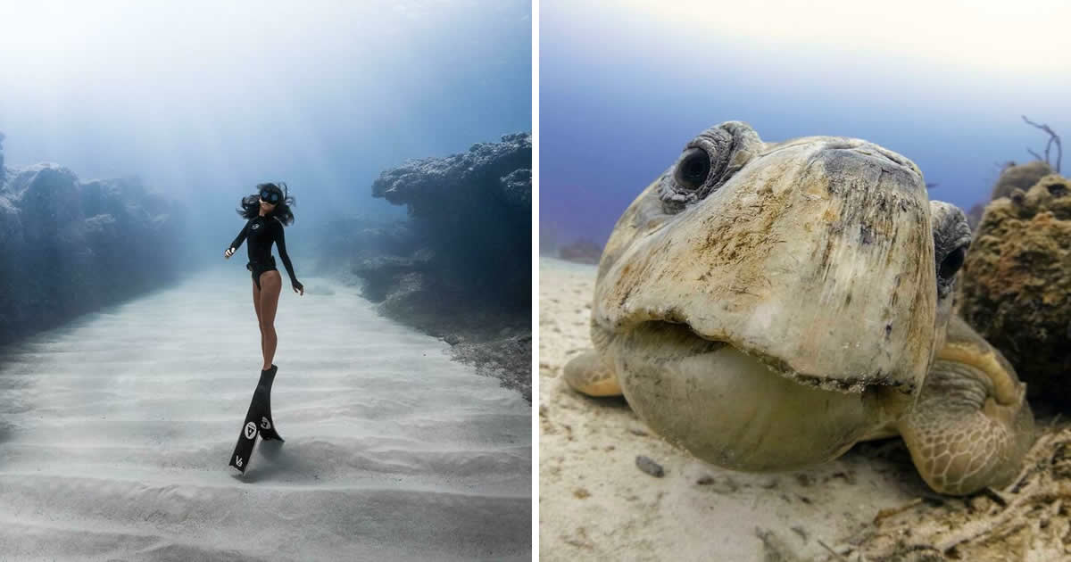 50 fotos incríveis que foram tiradas debaixo d’água
