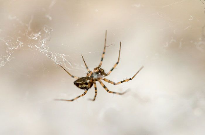 20 mitos passado de geração em geração 11