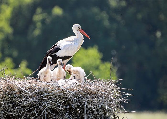 20 mitos passado de geração em geração 12