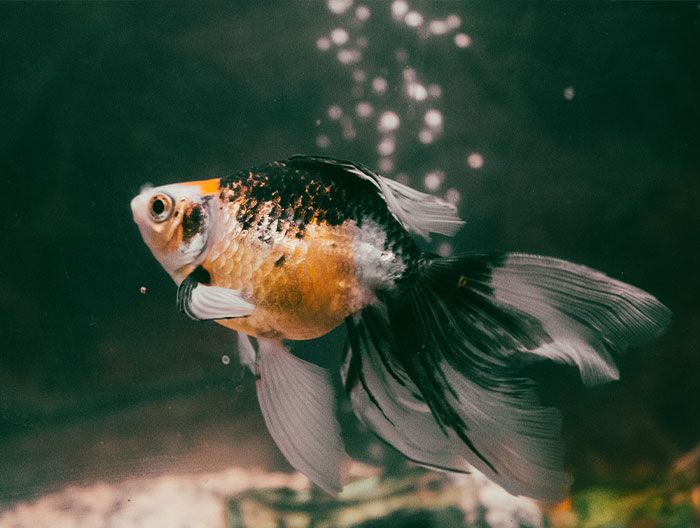 20 mitos passado de geração em geração 19