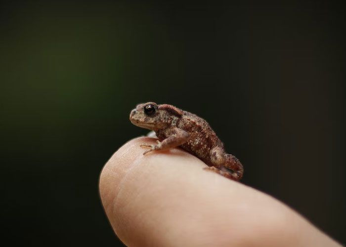 20 mitos passado de geração em geração 20