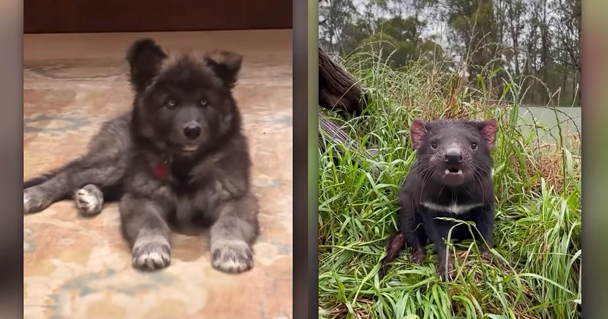 Veja como são os animais recém-nascidos