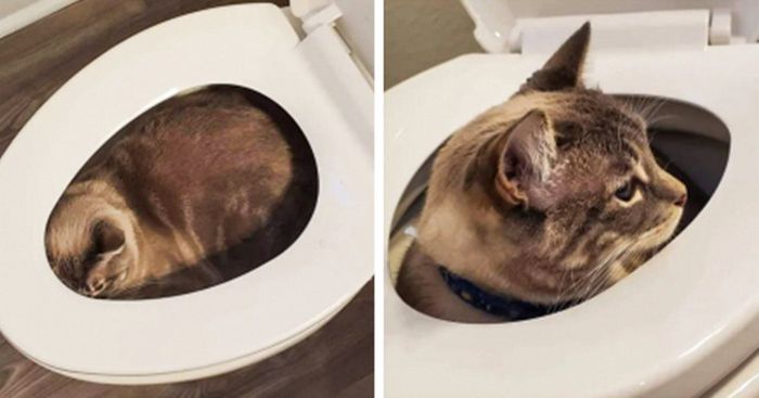 15 animais de estimação que sabem exatamente como adicionar um pouco de loucura à vida de seus donos 1