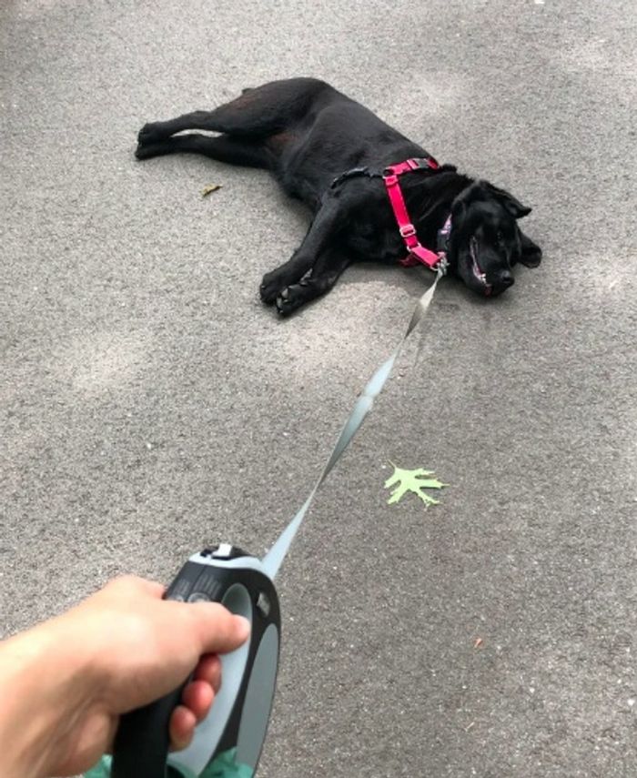 15 animais de estimação que sabem exatamente como adicionar um pouco de loucura à vida de seus donos 2