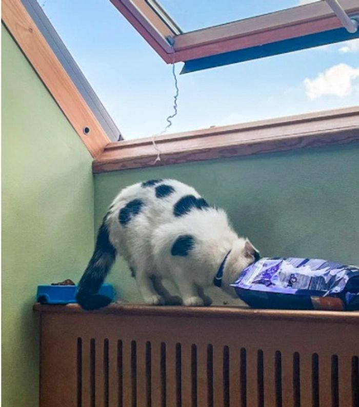 15 animais de estimação que sabem exatamente como adicionar um pouco de loucura à vida de seus donos 3