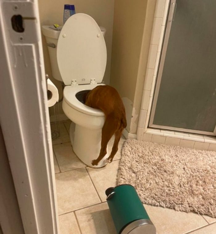 15 animais de estimação que sabem exatamente como adicionar um pouco de loucura à vida de seus donos 4